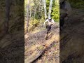 POWER HOUR with Brage ⚡️🤯 #mtb
