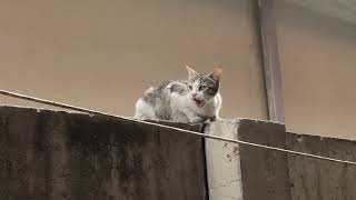 Mom cat on the wall looking to her adult kittens