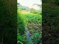 nuju panen kangkung baraya #petani#sunda#sayuran #mencarirejeki#sorotan#subrice  #youtubeshorts