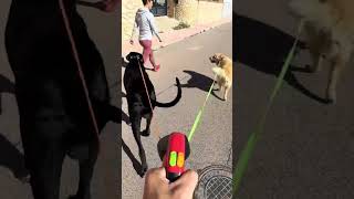 Walking 2 Dogs Doesn't Have to Be This Hard #doglover #petproducts #dogs #dogwalking