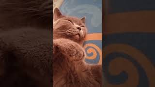 Download Lagu Nico ank bulus kesayangan..emang kje mu tdi jer Nico 🥰 MP3