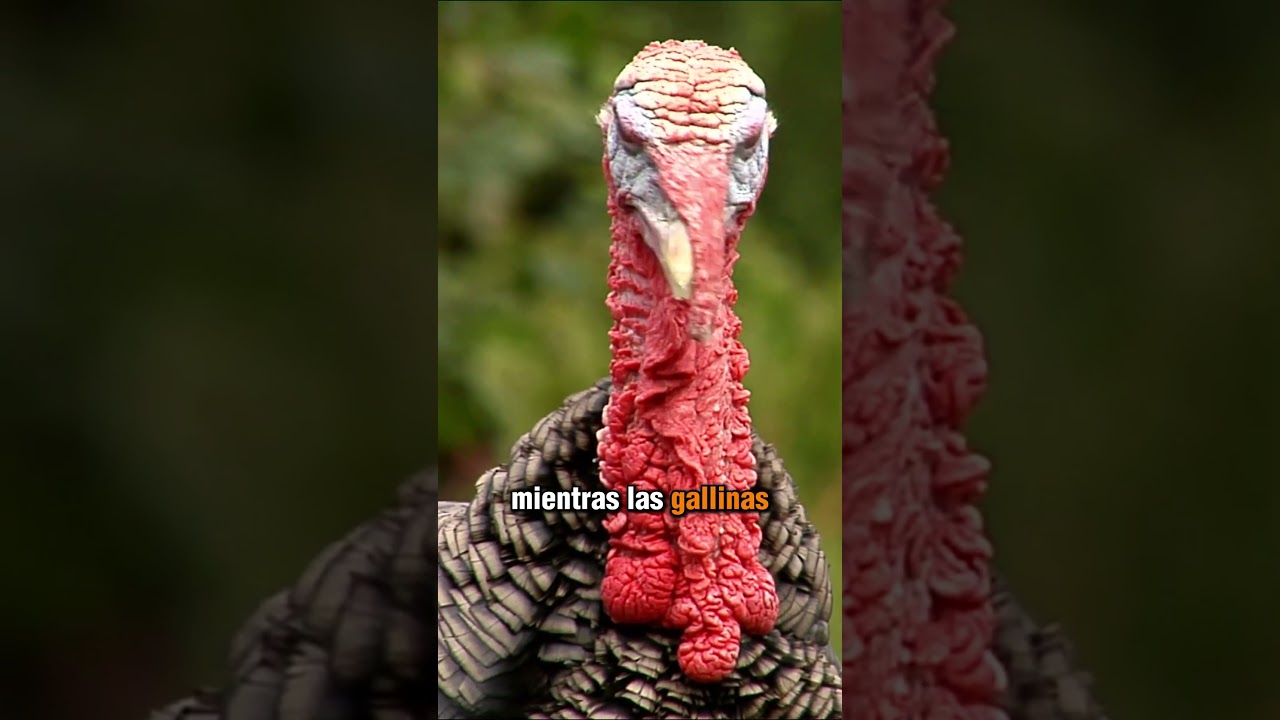 &iquest;Por qu&eacute; no comemos huevos de pavo? #shorts