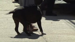 Video Now: Police seize pit bulls who attacked woman