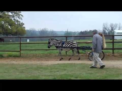 Charlie the Zebra, Episode 4-driving lesson