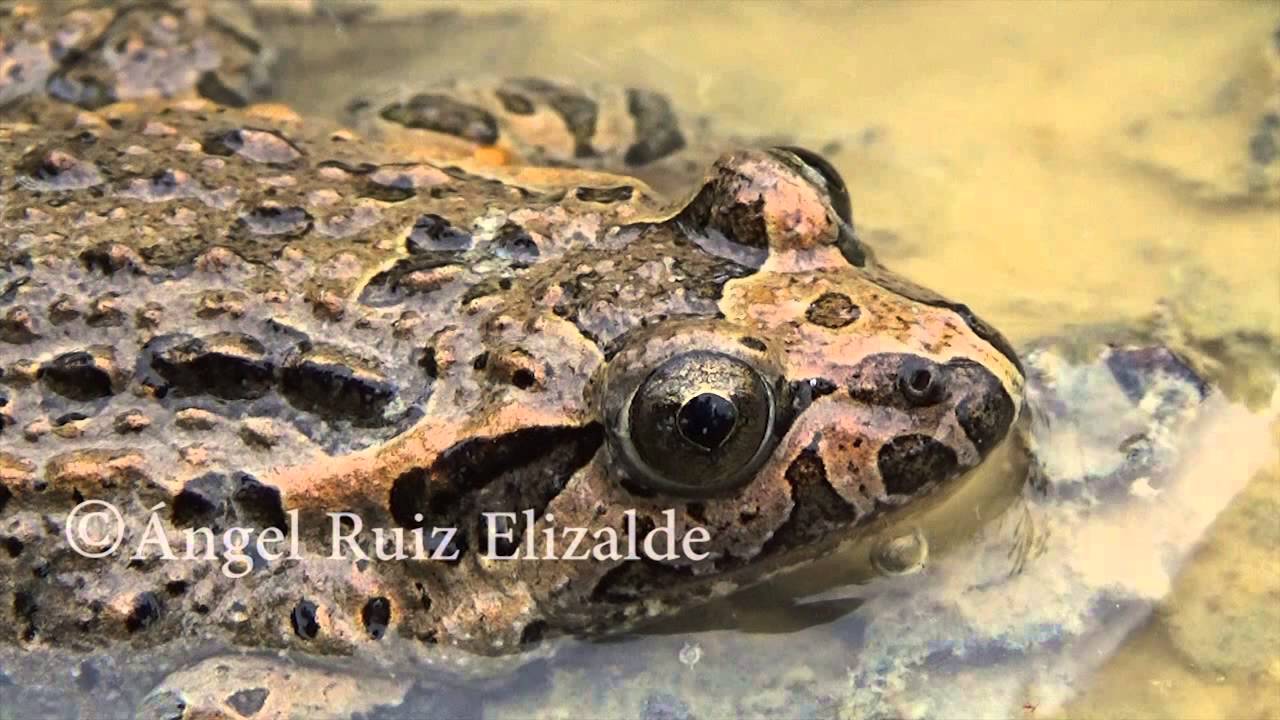 Sapillo pintojo ibérico