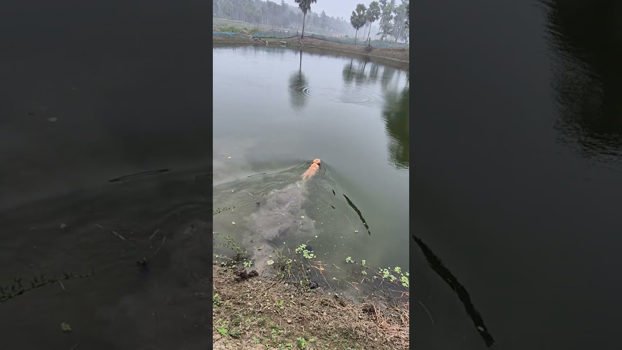 Coco's playtime with Didi and bhai❤️🧿🥰
