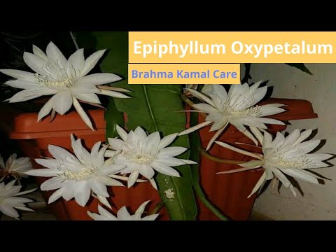 Care Of Epiphyllum Oxypetalum Brahma Kamal Queen Of The Night, Best Fragrant Plant