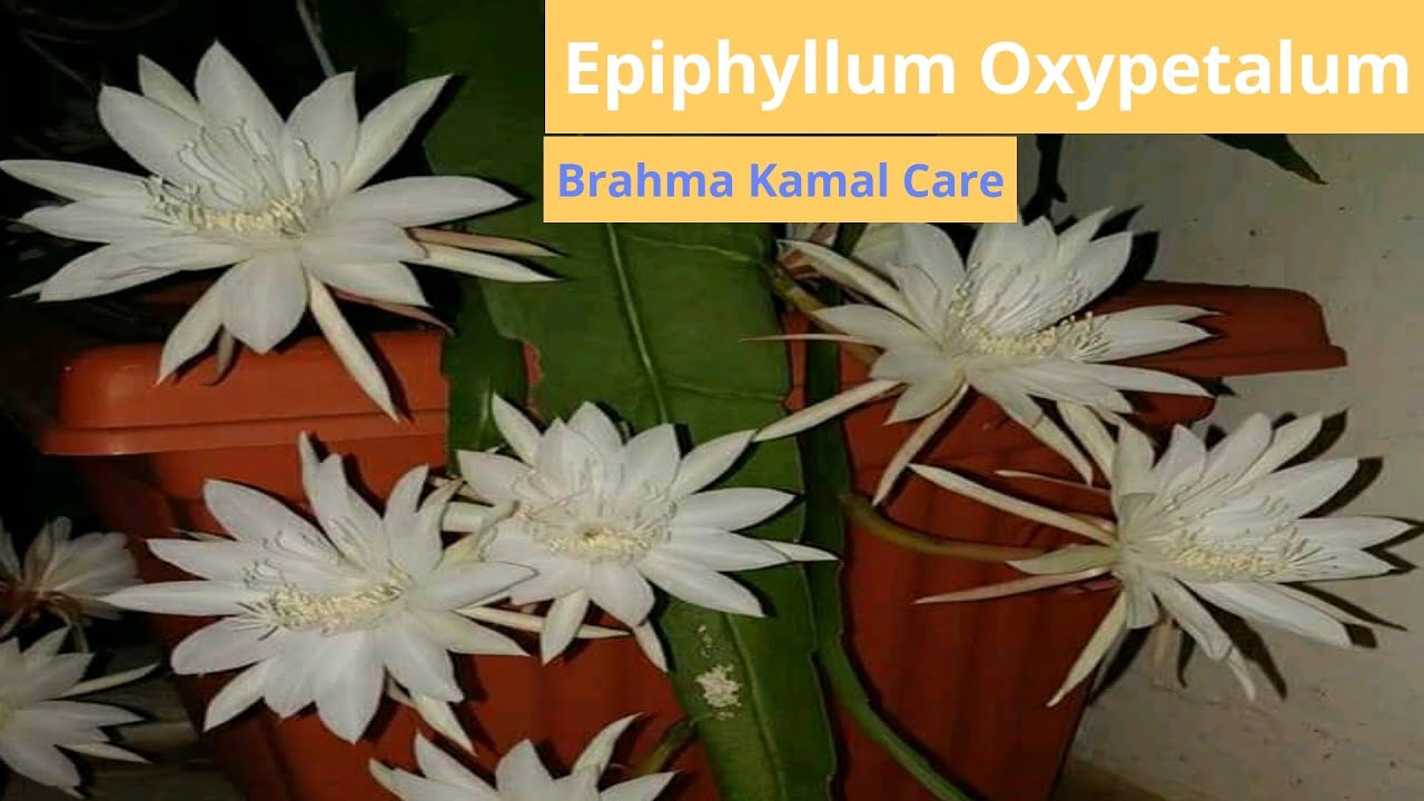 Care of Epiphyllum Oxypetalum/ Brahma Kamal/ Queen of the Night, Best