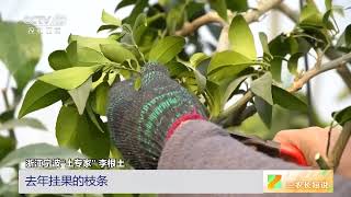 [三农长短说]人勤春早 万象“耕”新 浙江宁波 柑橘迎来抽芽长叶期 修枝清园正当时 | 农业致富经 Agriculture And Farming