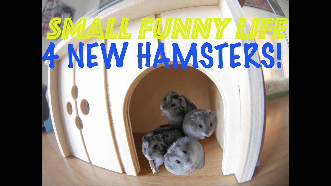 My 4 new hamsters!First minutes inside the IKEA DETOLF CAGE