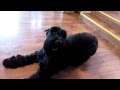 Crazy Giant Schnauzers の動画、YouTube動画。