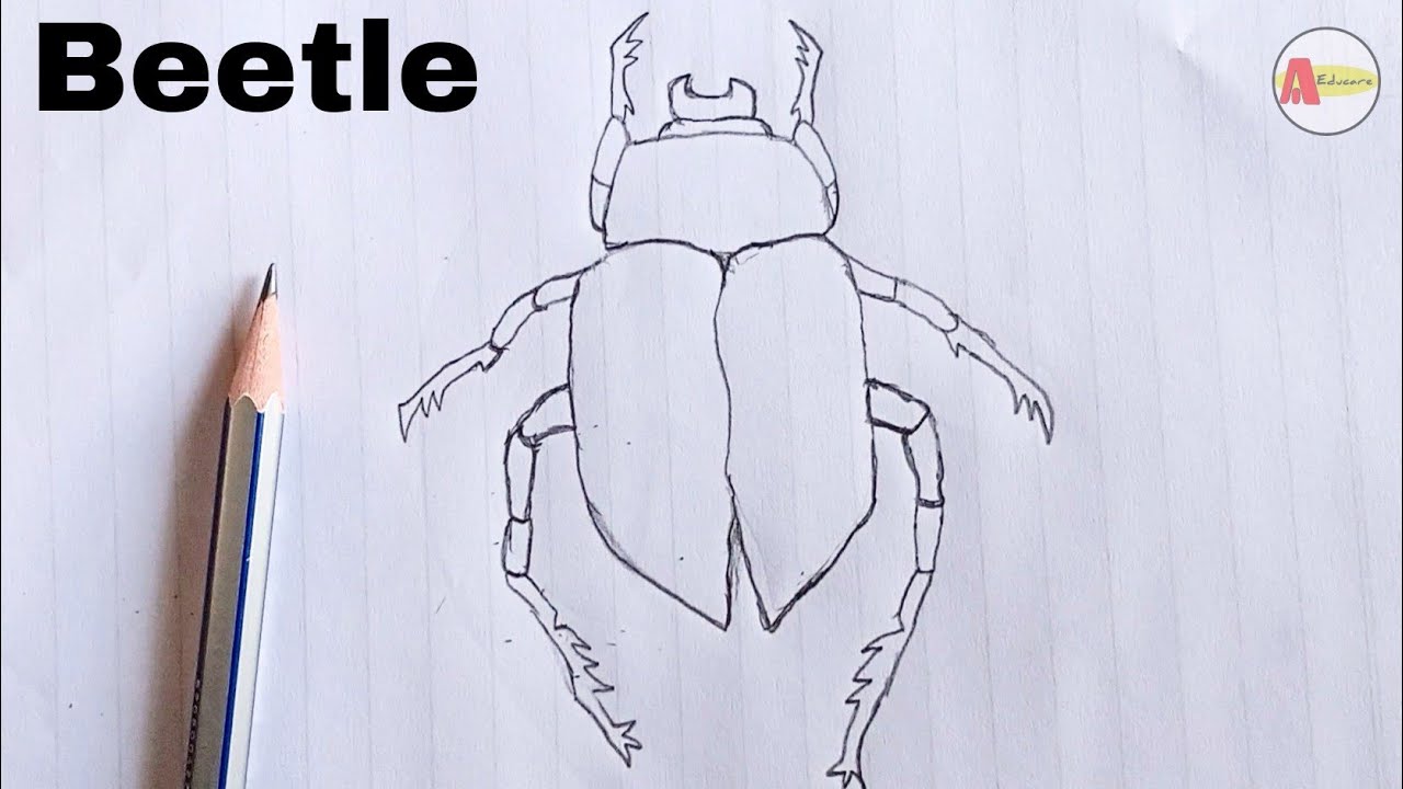 How to Draw a Scarab Beetle Step by Step  YouTube