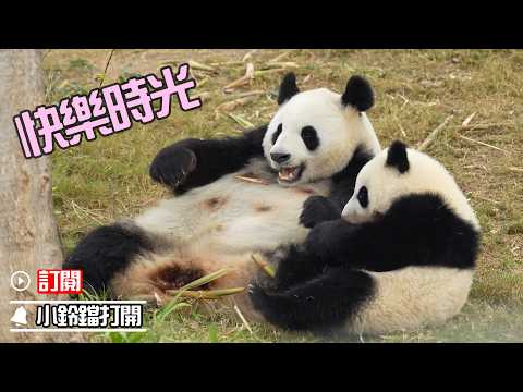 熊貓媽媽和熊貓寶寶的溫馨一刻 | iPanda熊貓頻道《熊貓早晚安》