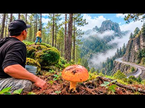 08/07/2026 Mushroom Hunting 2