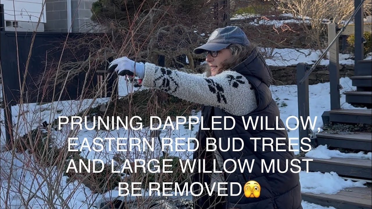 PRUNING DAPPLED WILLOW , EASTERN REDBUD TREES AND OLD WILLOW MUST BE REMOVED🫣.