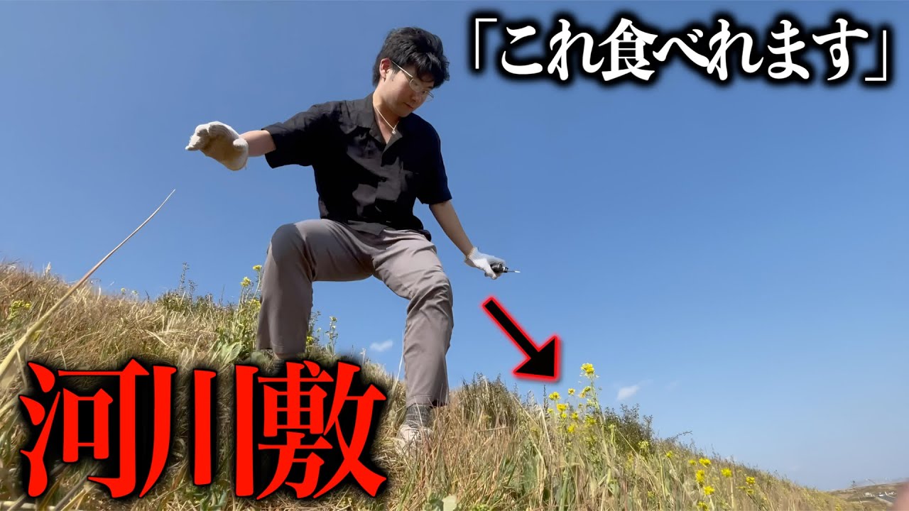 東出昌大さんに憧れて「野草」食い出す奴