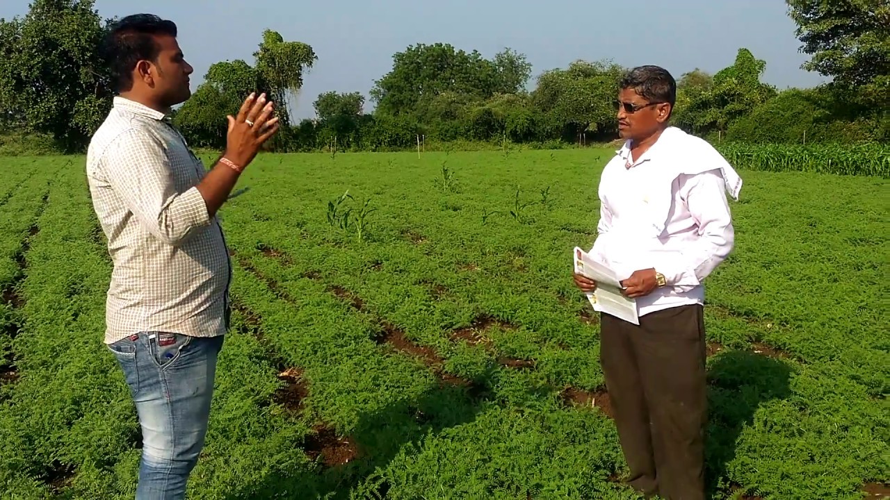 ..Biocare privet limited Nagpur ....maize skripe by sagar neawal ..