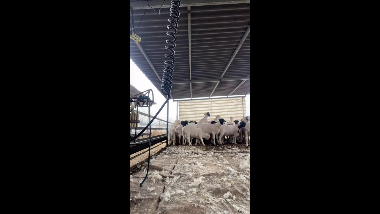LIVE📹 | Real sheep shearing 