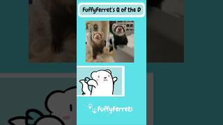Where Do Our Ferrets Come From