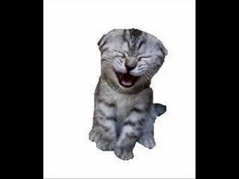 The Laughing Cat