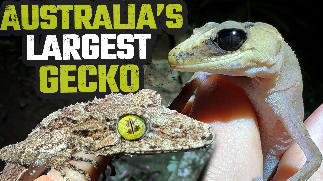 SEARCHING THE RAINFOREST FOR AUSTRALIA'S LARGEST GECKO | HERPING CAIRNS EP 1