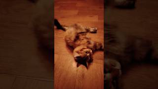 Милая Мурочка