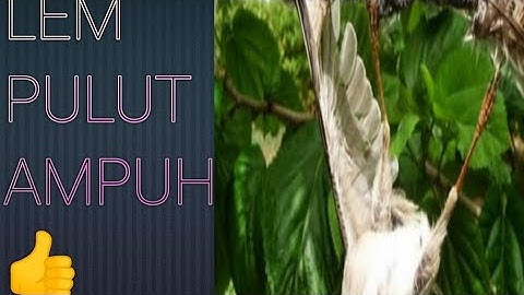 cara membuat Lem pulut burung super ampuh dari permen karet dan lem tikus