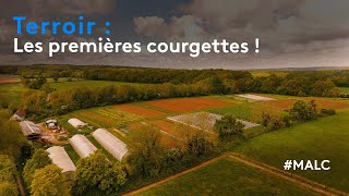 Terroir : les premières courgettes !