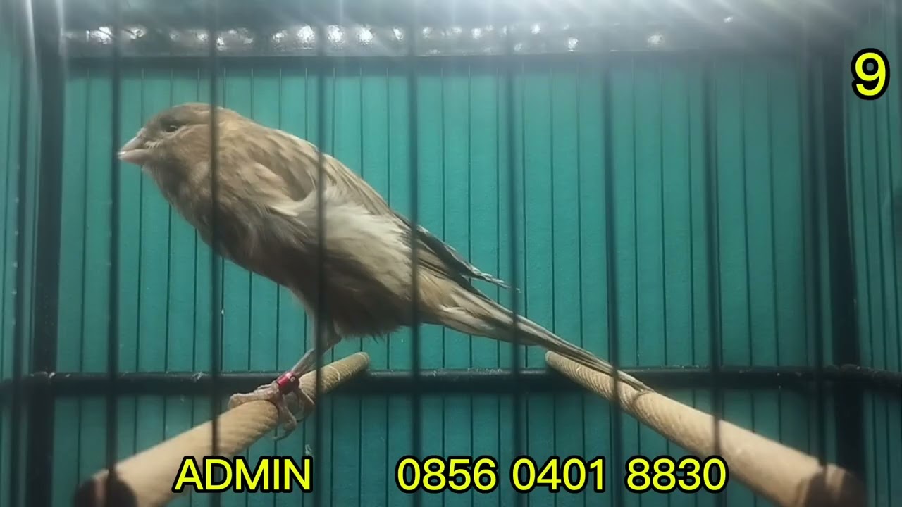 MATERI RASMI IMPORT IRAN, F2YS, SFL, F1YS, F1RASMI     !!!    MONGGO DI GAS BOS Q