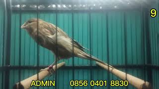 MATERI RASMI IMPORT IRAN, F2YS, SFL, F1YS, F1RASMI     !!!    MONGGO DI GAS BOS Q