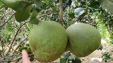 [10] Bán vườn trái cây 200tr 1 sào có suối gần đường nhựa, khu đông dân cư