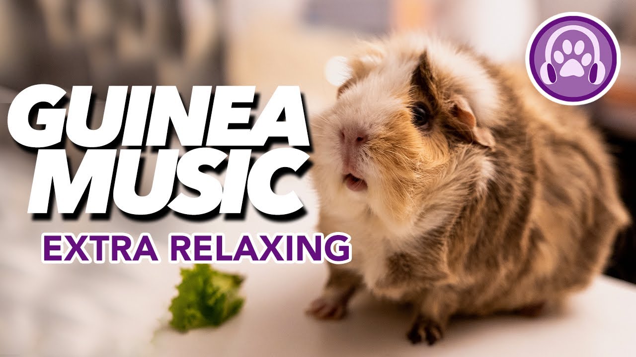 EXTRA RELAXING Music for Guinea Pigs Soothe and Calm INSTANTLY 🎶 YouTube