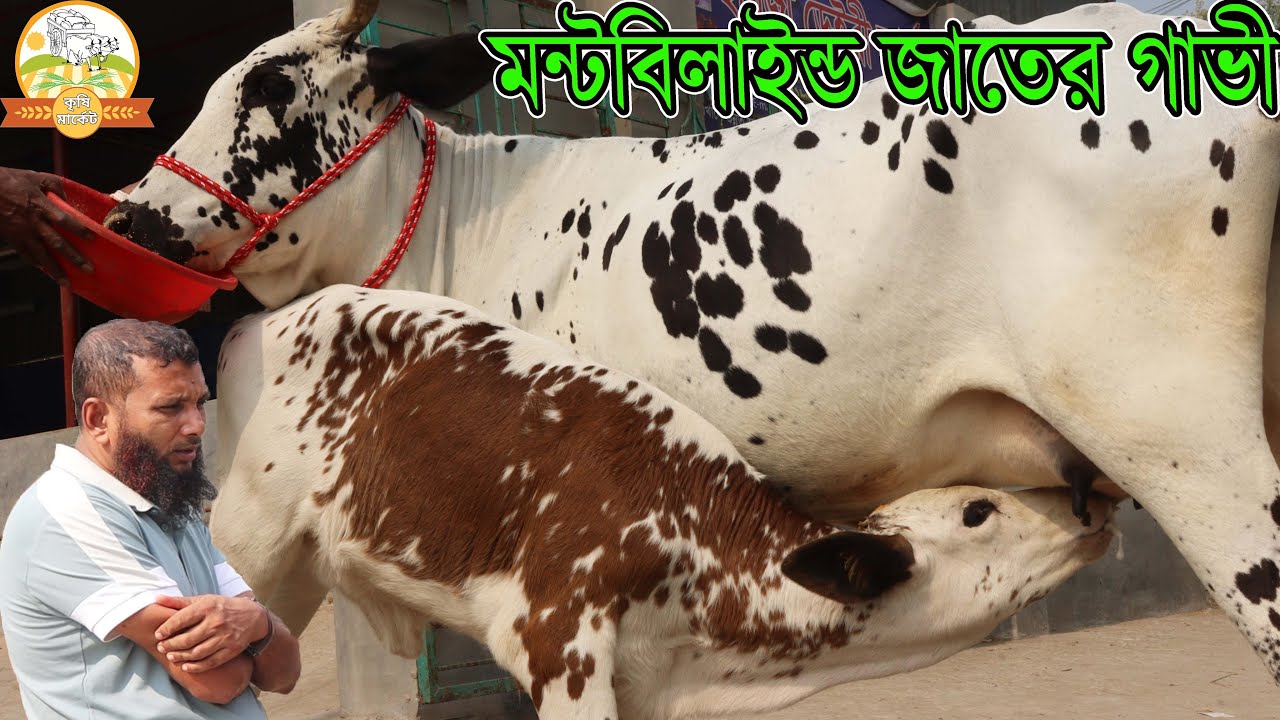 মন্টবিলাইন্ড জাতের গাভী বাচ্চার চমক ! মাত্র ৯৫ হাজারে গির গাভী সহ প্যাঁকেজে সিঙ্গাপুর প্রবাসীর গাভী