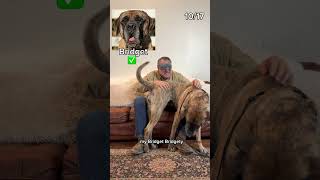 Do you think YOU could've guessed them ALL correctly? 🧐 #games #guessinggame #puppy