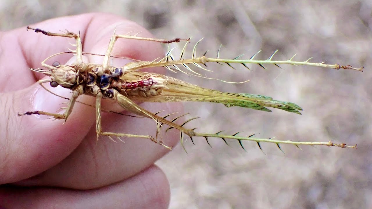 I bought an insect - YouTube