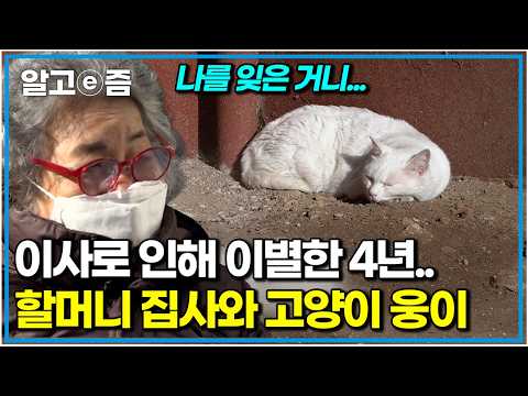 4년을 자식처럼 키웠지만... 이사 때문에 헤어질 수밖에 없었던 할머니와 웅이｜고양이를 부탁해｜알고e즘