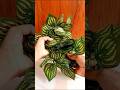 money plants home decoration 💓 #home #homedecor #moneyplant #design #decoration #aesthetic #viral