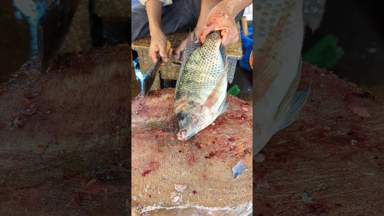 Amazing Big Tilapia Fish Cutting Skills Live In Fish Market 