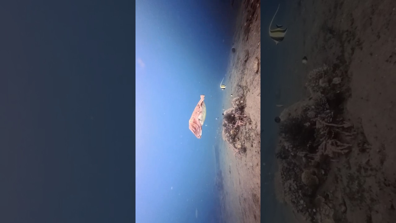 Giant cuttlefish close up encounter 