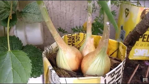 Qual a profundidade do vaso para plantar cebolinha?