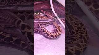 Snakehead Fish Dalag Or Buleg