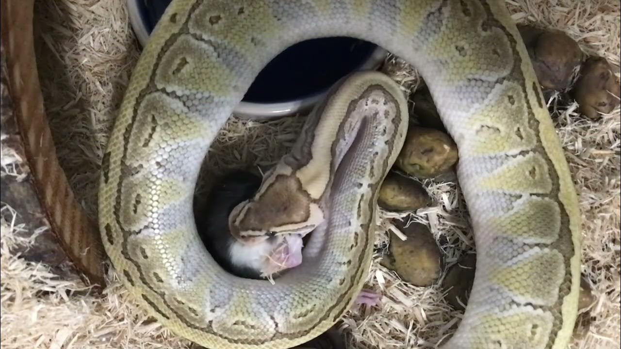 feeding-video-don-t-watch-if-you-can-t-handle-a-snake-eating-a-dead
