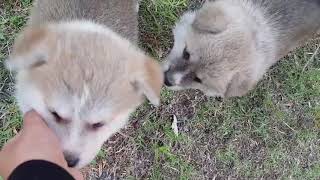 Japanese Akita puppies meeting their big brother for the first time
