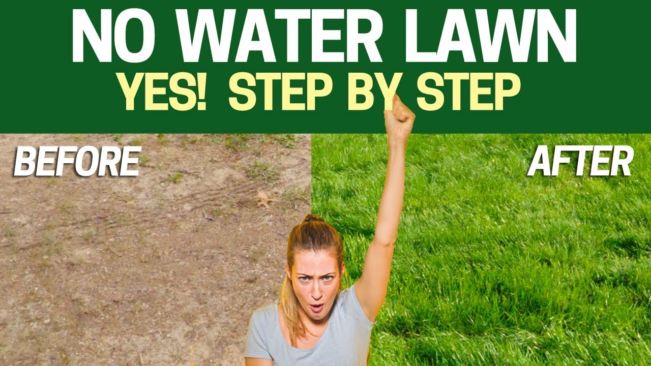 Grow a LAWN without WATER - Step by Step with Results WATERLESS LAWN