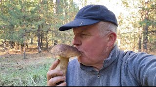 видео: По грибы 🍄🟫 втроем! Красота ,сколько белых грибов нашел это нужно видеть! От такого дух захватывает картинка: По грибы 🍄🟫 втроем! Красота ,сколько белых грибов нашел это нужно видеть! От такого дух захватывает