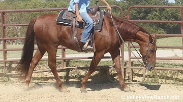 Thata Smart Cat - easy walk, smooth jog, stops! - ValleyViewRanch.net