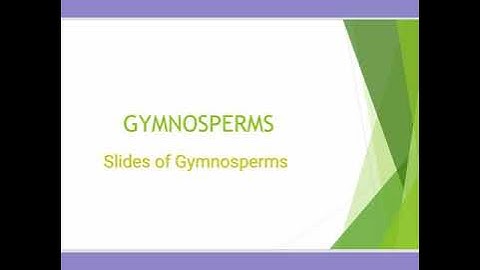 Botany Practical - Gymnosperms