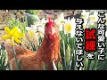 こんな可愛い子に試練を与えないでほしい【鶏飼育】#51