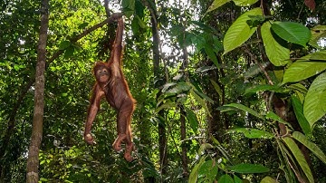 The Incredible Power of Forests: Borneo Forest