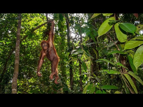 The Incredible Power of Forests: Borneo Forest